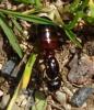 Camponotus ligniperda